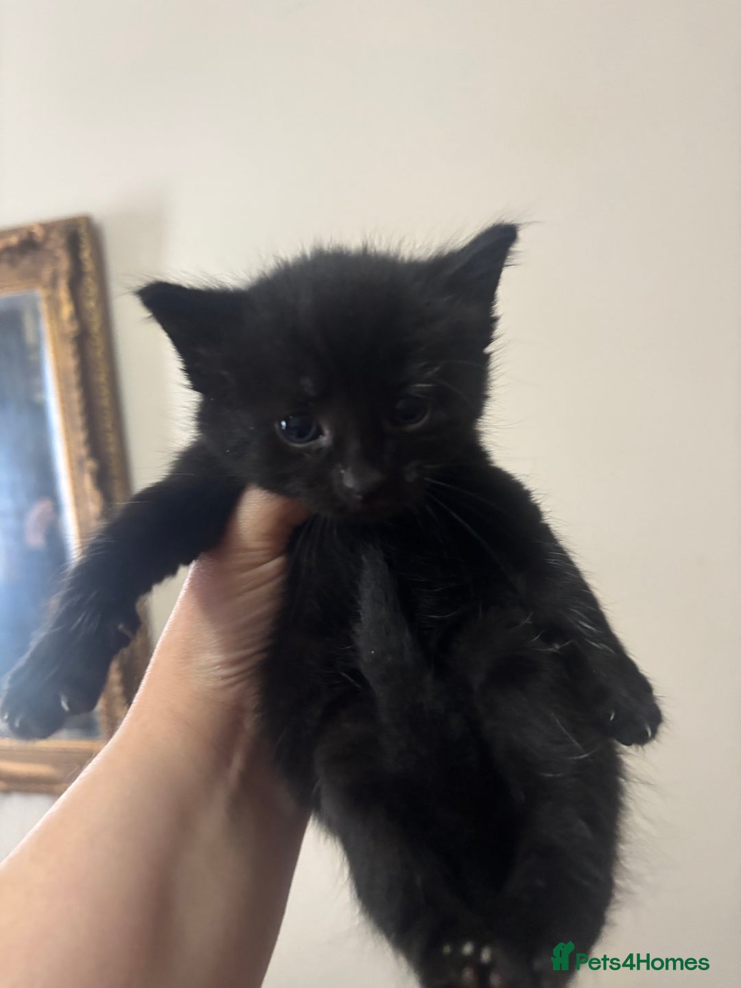 Mixed Breed cats for sale: Fluffy black kittens ready now  - Image 2