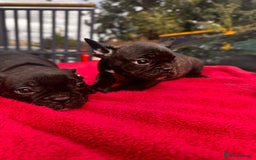 French Bulldog dogs for sale: French bulldog  - Image 3