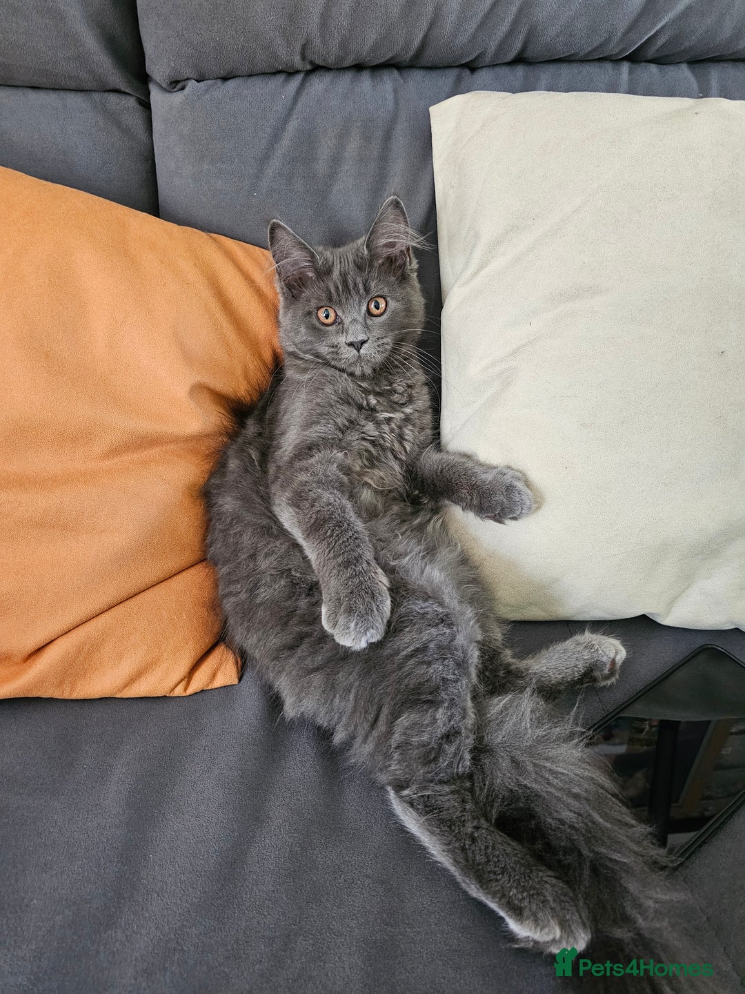 Maine Coon cats for sale: Blue Maine Coon kittens Tica registered in King's Lynn - Image 26