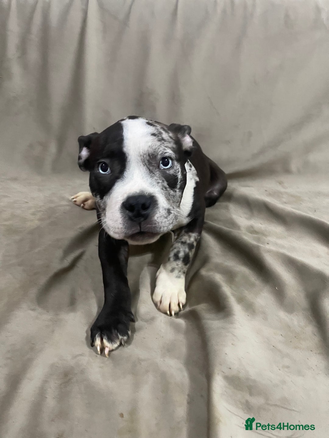 American Bully dogs for sale: Pocket bully puppies ready to go. - Image 8
