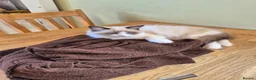 Ragdoll cats for sale: Ragdoll TICA registered - Advert 5