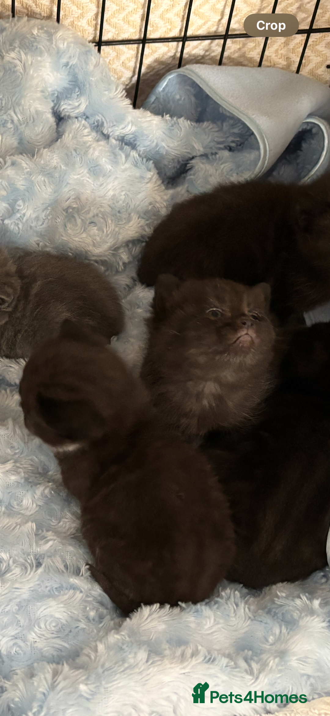 British Shorthair cats for sale: Chocolate BSH Kittens  - Image 5