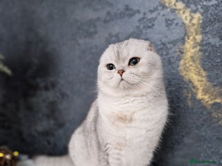Scottish Fold cats in Gravesend - Advert 4