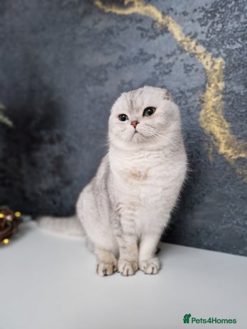 Scottish Fold cats Stuning Schotish Fold🐈For Stud 💗looking Queens🐱 in Gravesend - Advert 7
