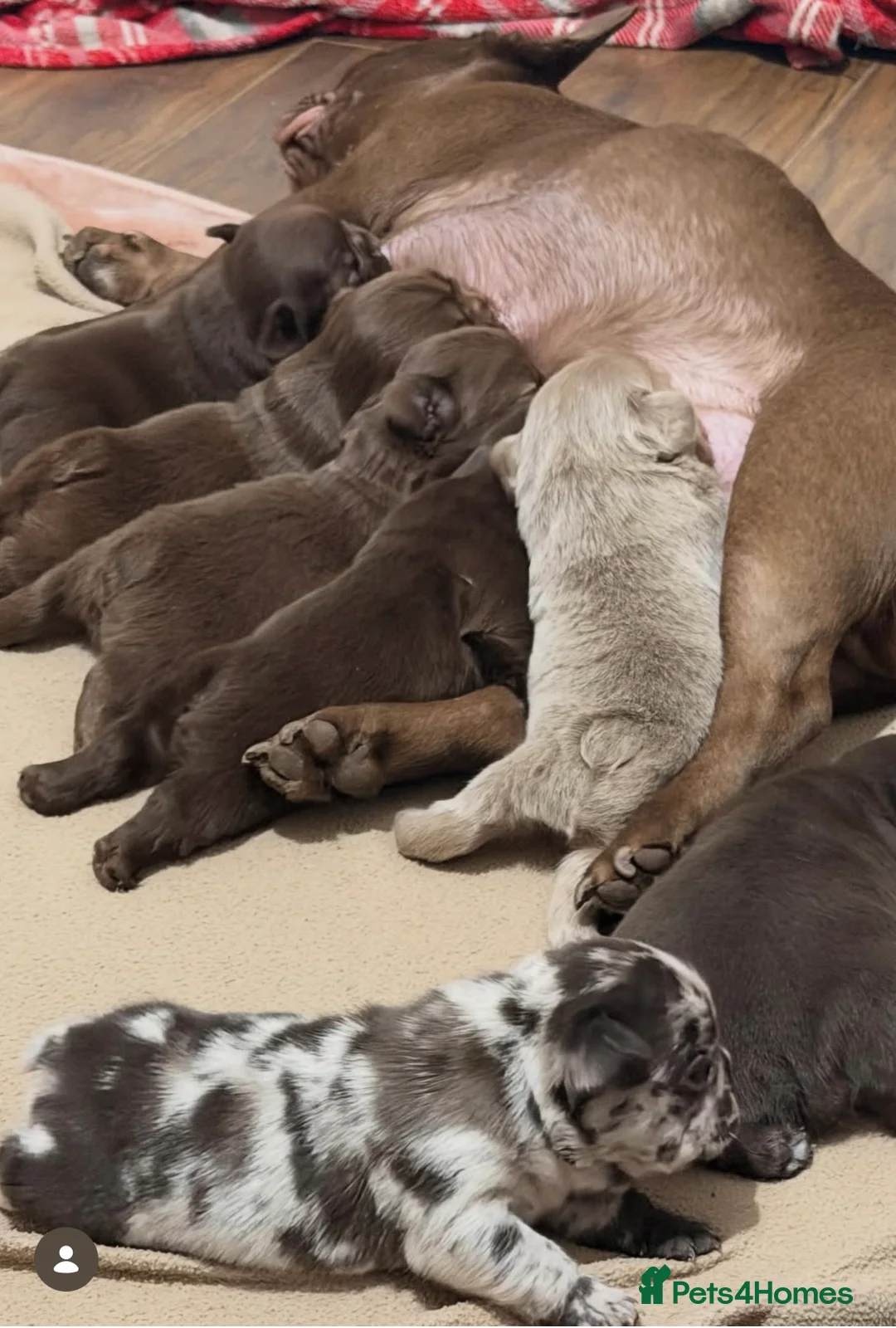 French Bulldog dogs for sale: French bulldog puppy  in Leeds - Advert 11