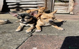 Chihuahua dogs for sale: Chihuahua puppies for sale in London - Image 9