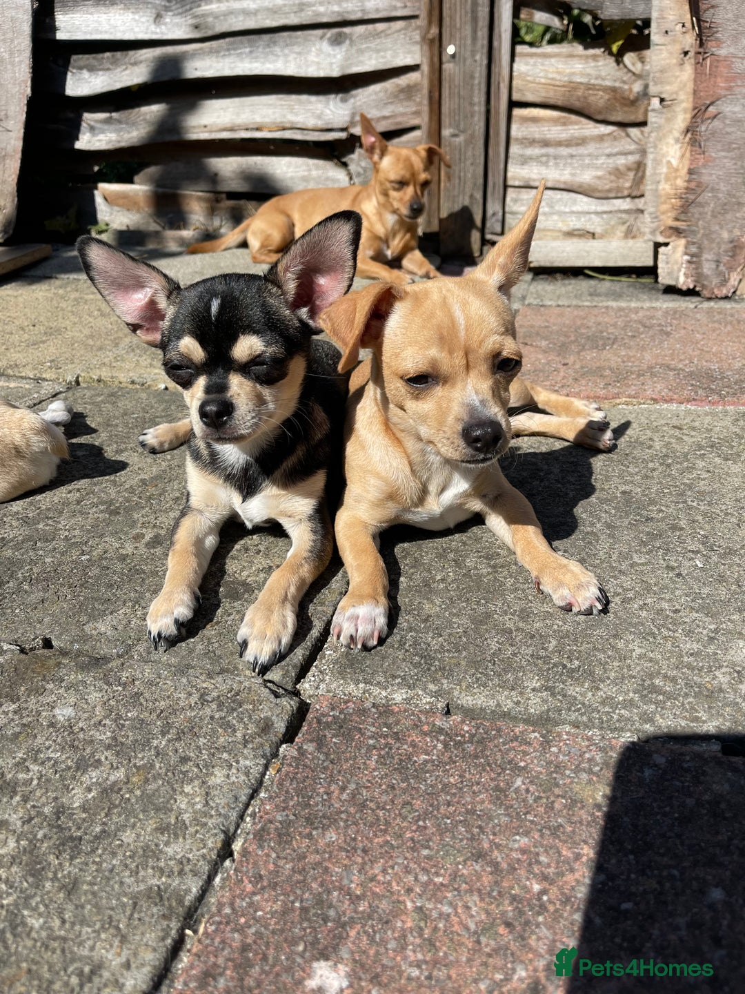 Chihuahua dogs for sale: Chihuahua puppies for sale in London - Image 9