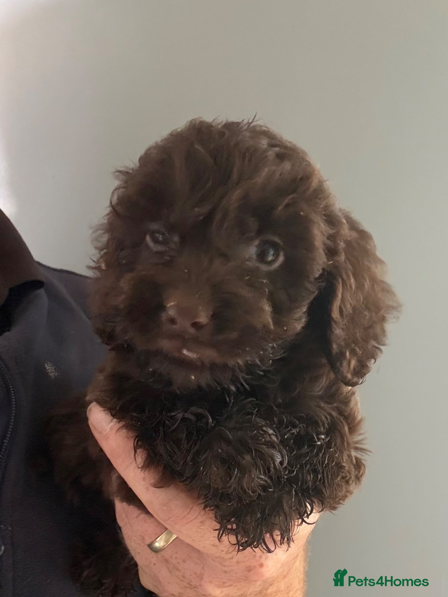 Cockapoo dogs Chocolate Cockapoo Pups - Advert 1