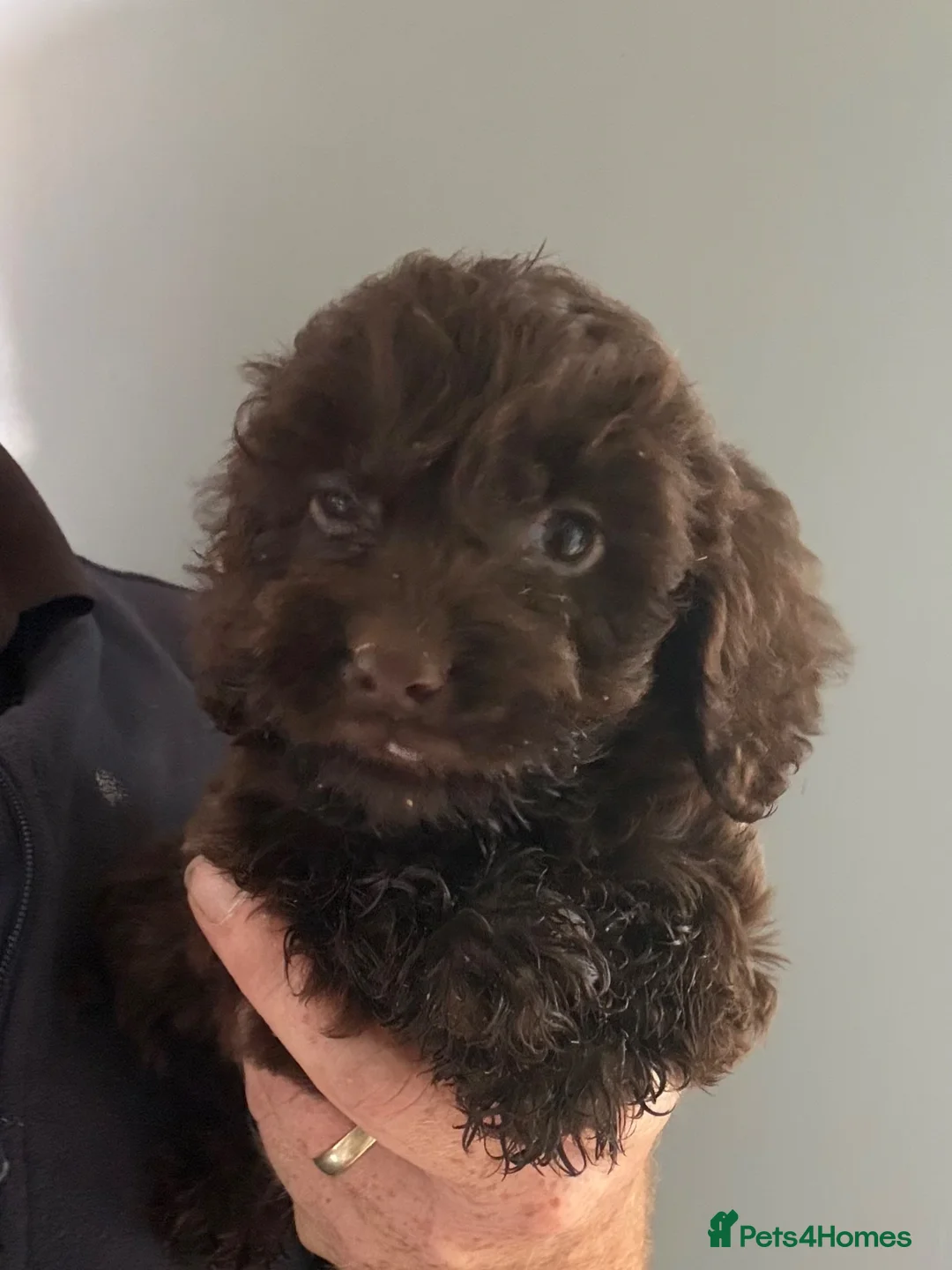 Cockapoo dogs for sale: Chocolate Cockapoo Pups - Advert 1