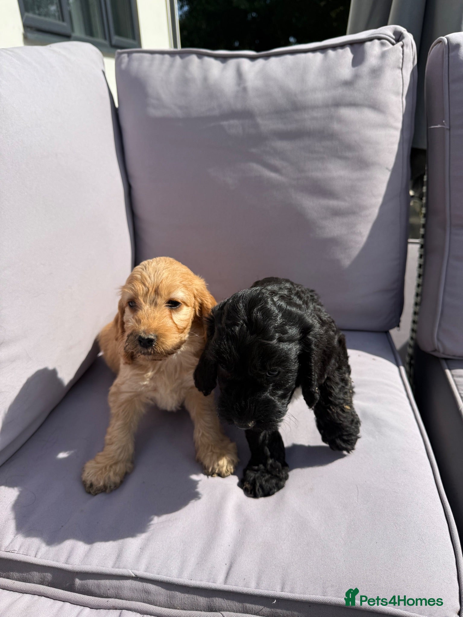 Cockapoo dogs Cockapoo puppies  - Advert 1