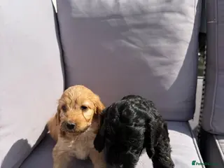 Cockapoo dogs Cockapoo puppies - Advert 1