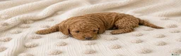 Cockapoo dogs for sale: Cockapoo  in Wolverhampton - Advert 15