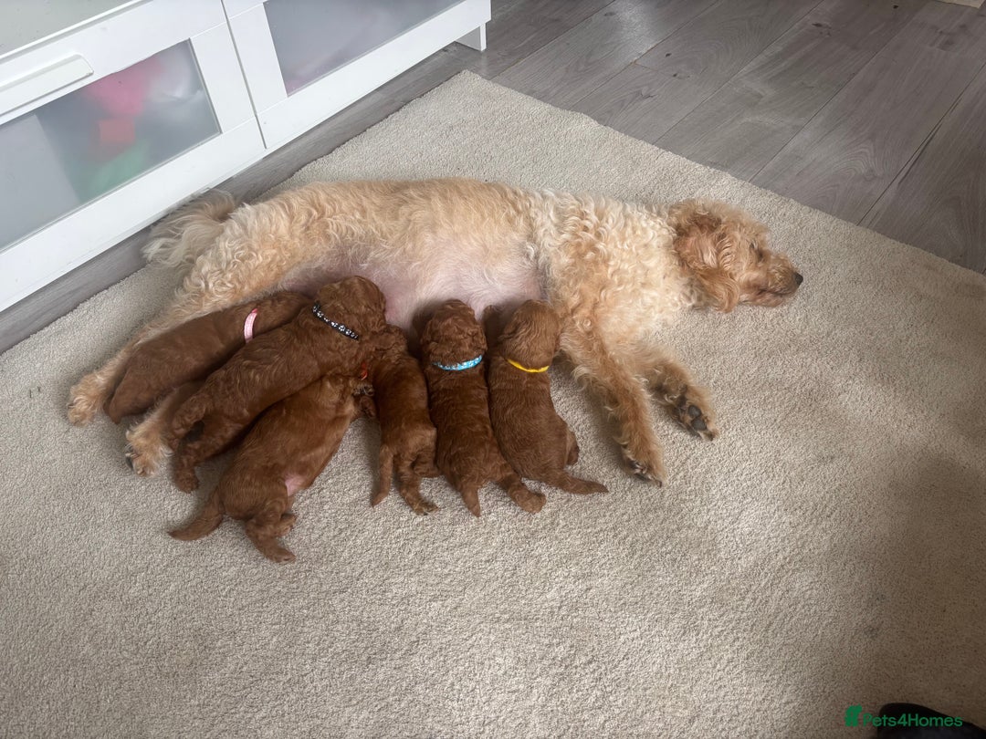 Labradoodle dogs for sale: 🐾AVAILABLE TO VIEW! - Fox Red Labradoodle Pups 🐾 - Image 13