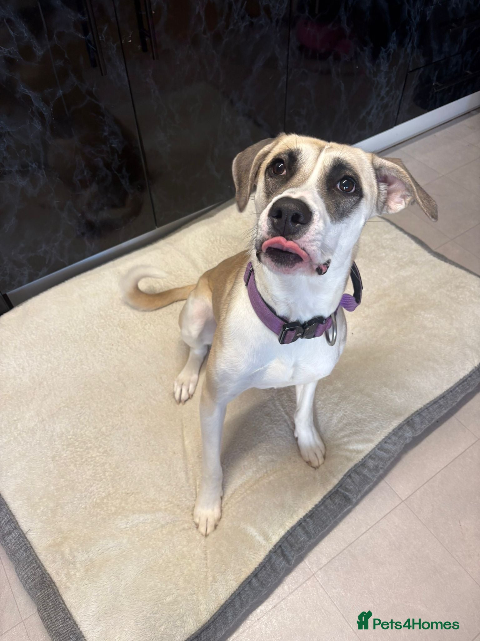 Mixed Breed dogs American bulldog mixed  - Advert 2