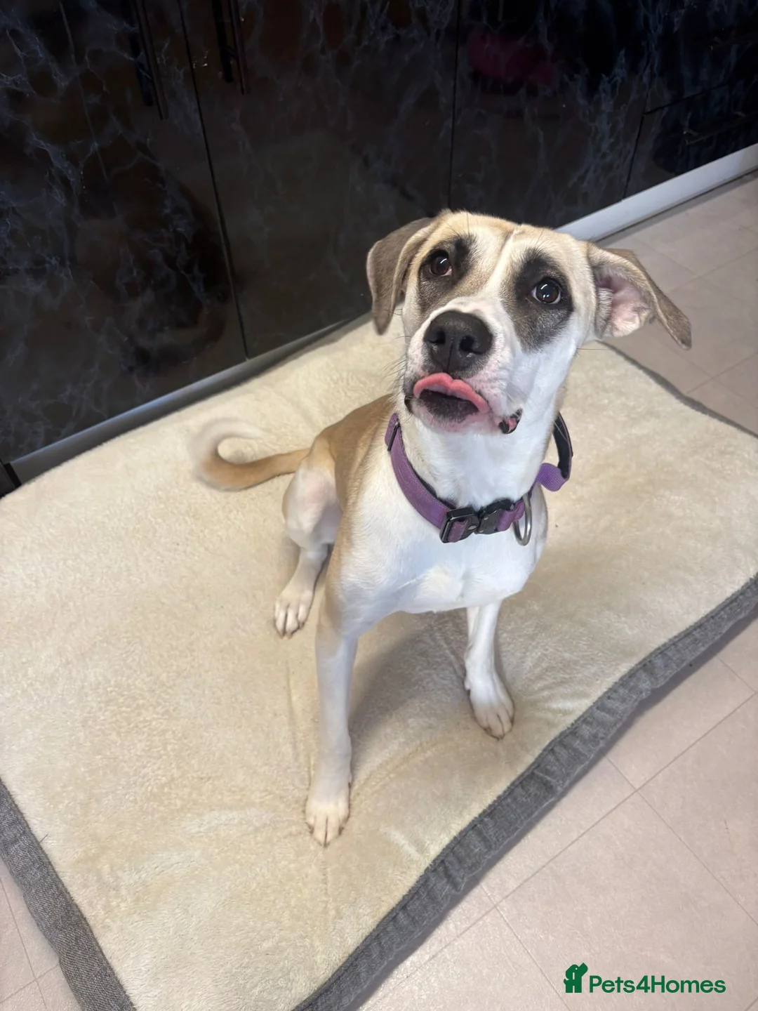 Mixed Breed dogs for sale: American bulldog mixed  - Advert 1