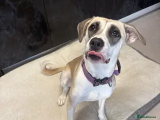 Mixed Breed dogs American bulldog mixed - Advert 2