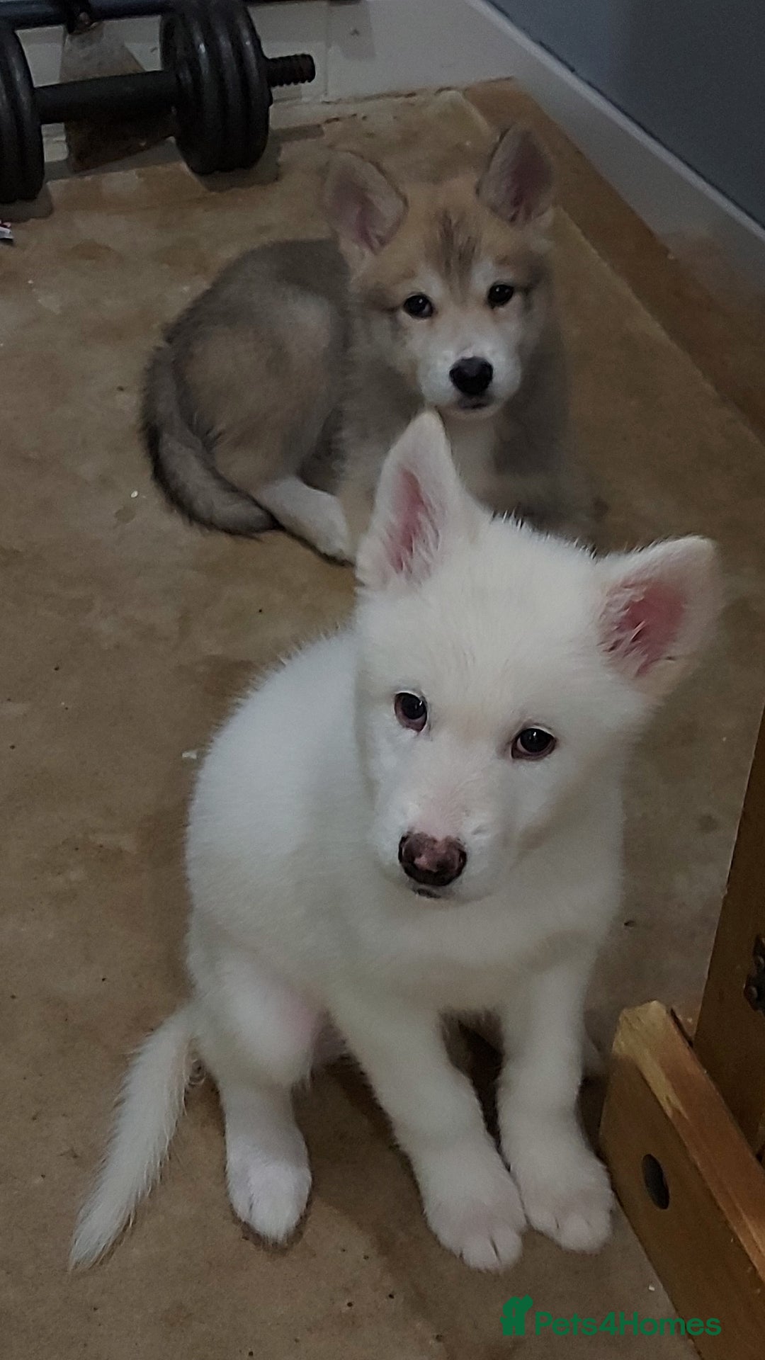 Mixed Breed dogs for sale: Huskita malamutes - Image 2