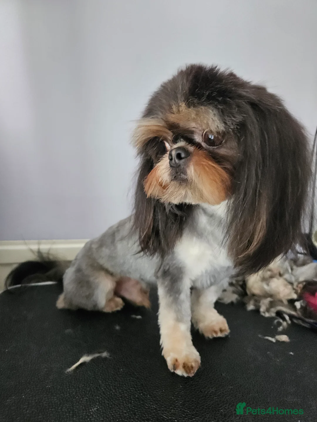 Shih Tzu dogs for stud: Stunning imperial Shih tzu for stud - Advert 8