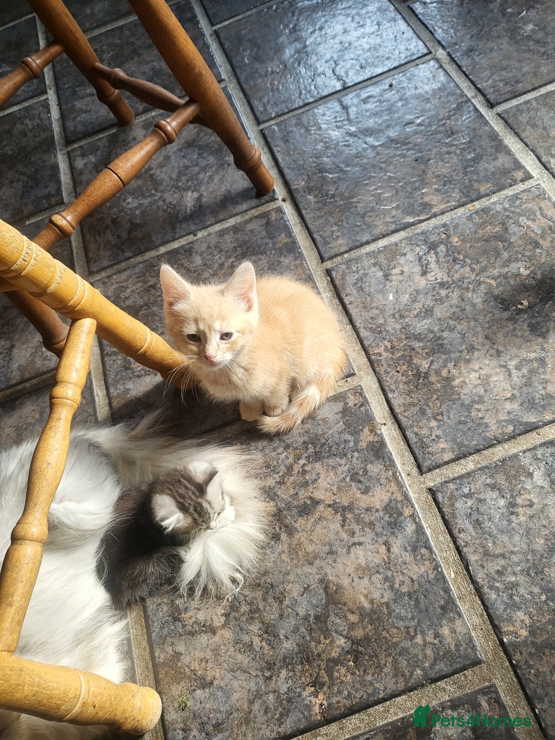 Siberian cats for sale: Siberian kittens - Image 8
