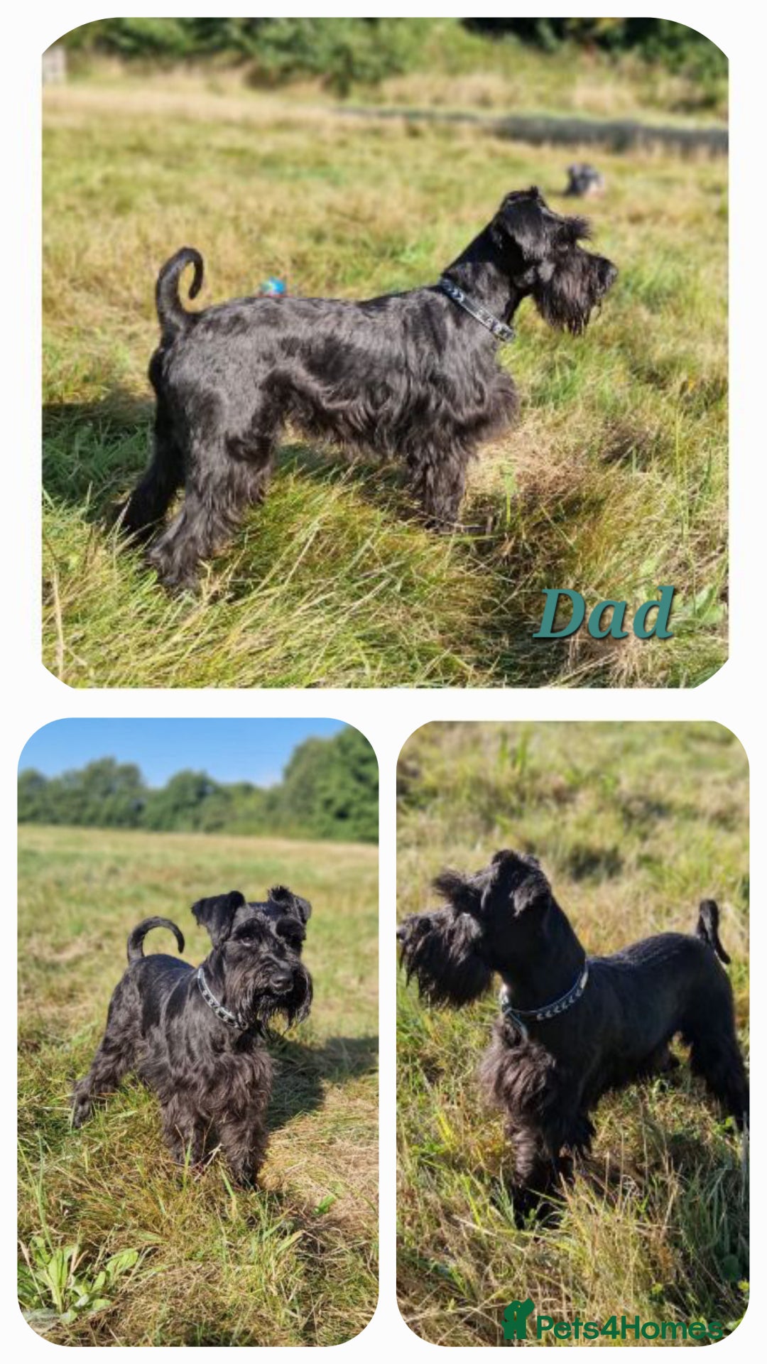 Miniature Schnauzer dogs for sale: 🩷🩷🩷🩵🩵Miniature schnauzers 1st Vac✓BVA✓KC reg✓ - Advert 4
