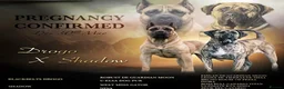 Presa Canario dogs for sale: Purebred Presa canario puppies for sale  - Advert 9