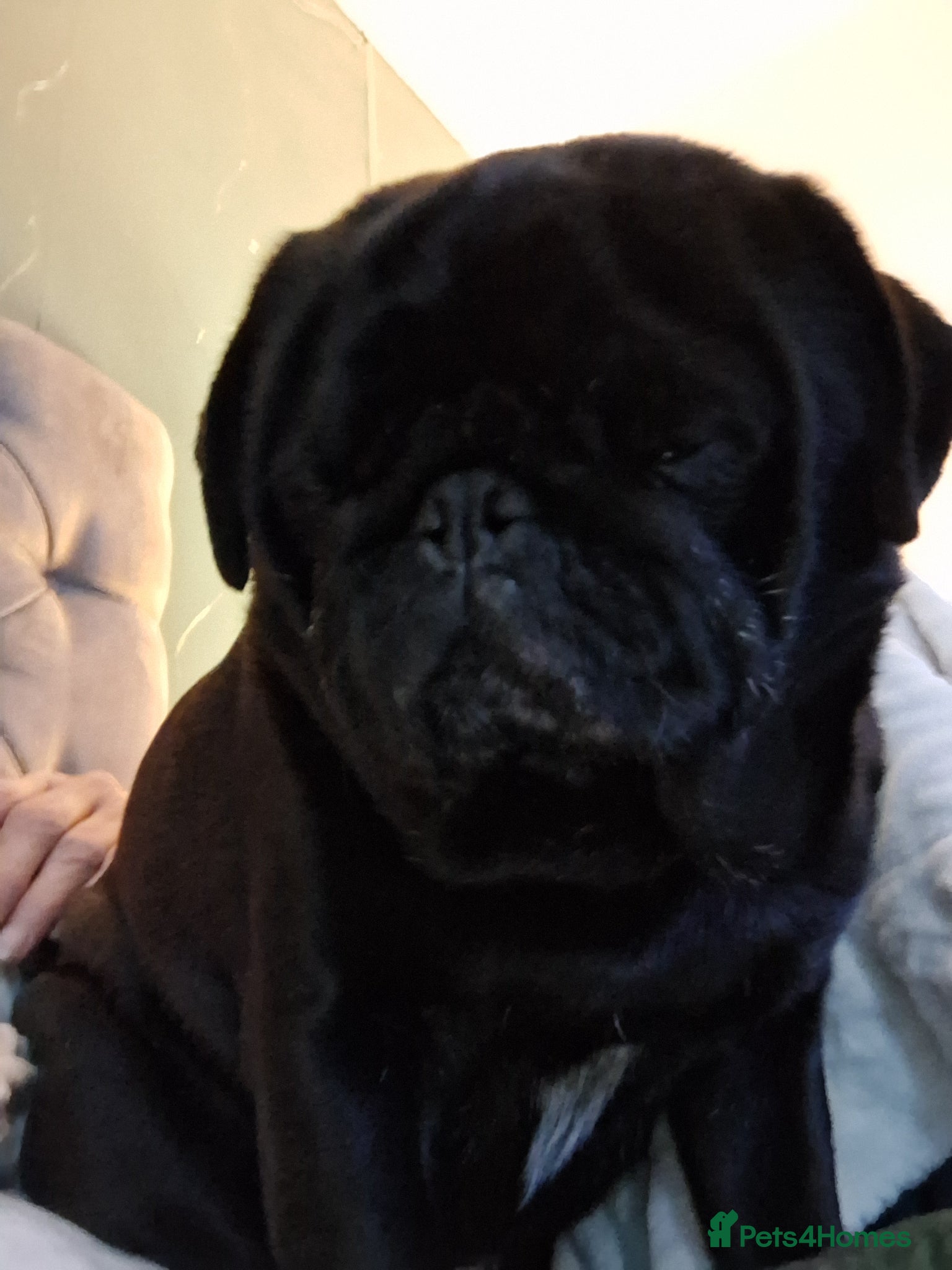 Pug dogs Male pug  - Advert 1