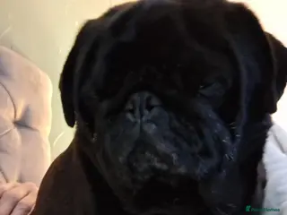 Pug dogs Male pug - Advert 1