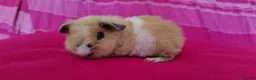 Guinea Pig rodents for sale: Teddy Guinea Pigs looking for new families - Advert 5