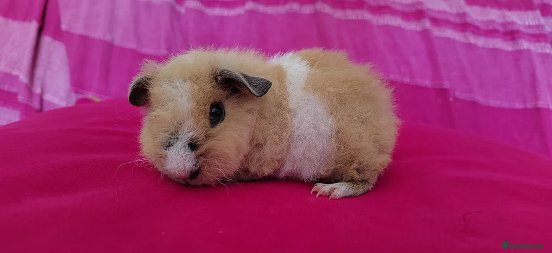 Guinea Pig rodents for sale: Teddy Guinea Pigs looking for new families - Advert 5