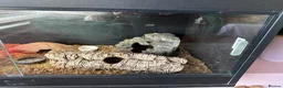 Gecko reptiles for sale: Leopard gecko and tank for sale in Brighouse - Advert 3