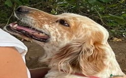 English Setter dogs for adoption: Quba  - Image 10