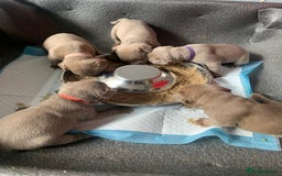 French Bulldog dogs for sale: 5 French bull dogs puppies  - Image 20