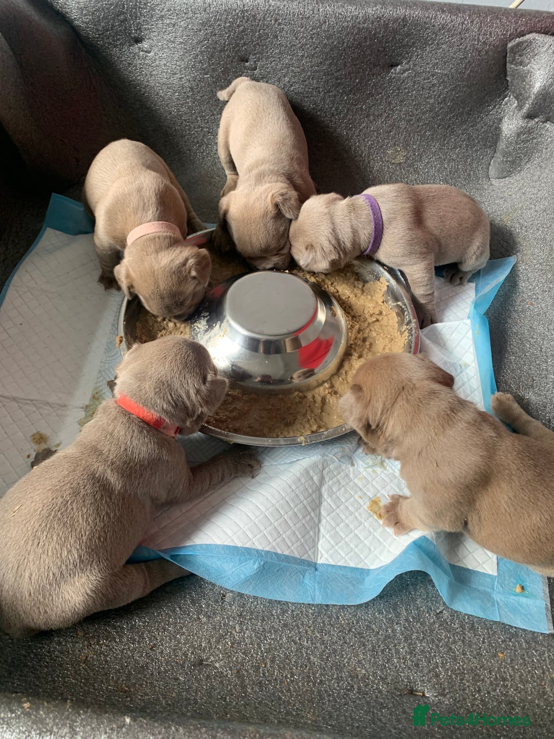 French Bulldog dogs for sale: 5 French bull dogs puppies  - Image 20