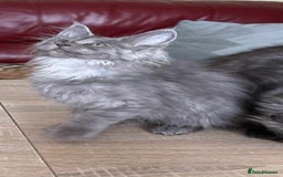 Maine Coon cats for sale: Maine Coon kittens registered with GCCF - Image 10
