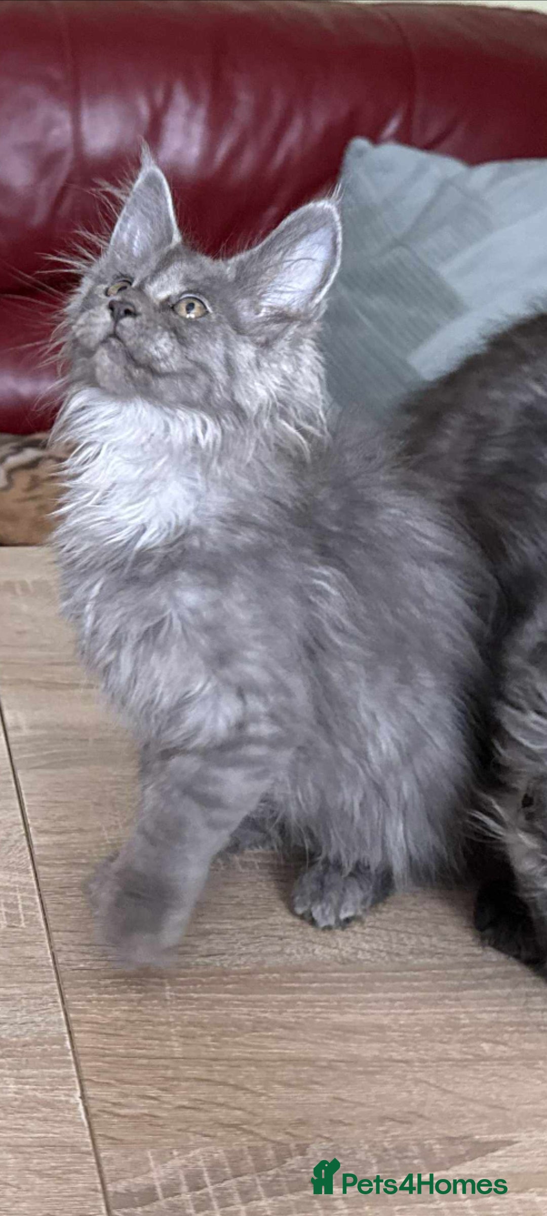 Maine Coon cats for sale: Maine Coon kittens registered with GCCF - Image 10