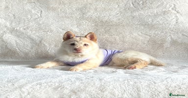 Mixed Breed dogs Lilac platinum female chowsky puppy for sale - Advert 12