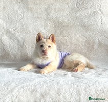 Mixed Breed dogs Lilac platinum female chowsky puppy for sale - Advert 12