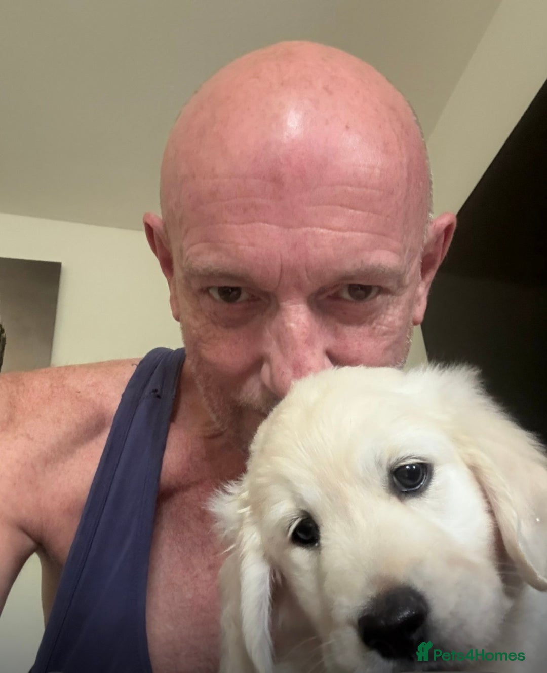 Golden Retriever dogs for sale: Golden Retrievers, Stunning Litter , Certificates  - Advert 30