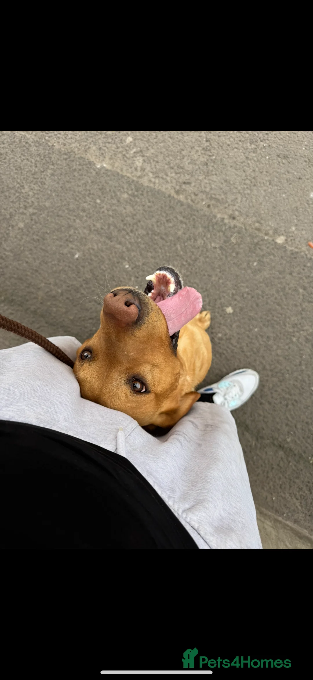 Labrador Retriever dogs for stud: Stunning Fox Red Labrador (Stud) PEDIGREE PROVEN - Advert 4