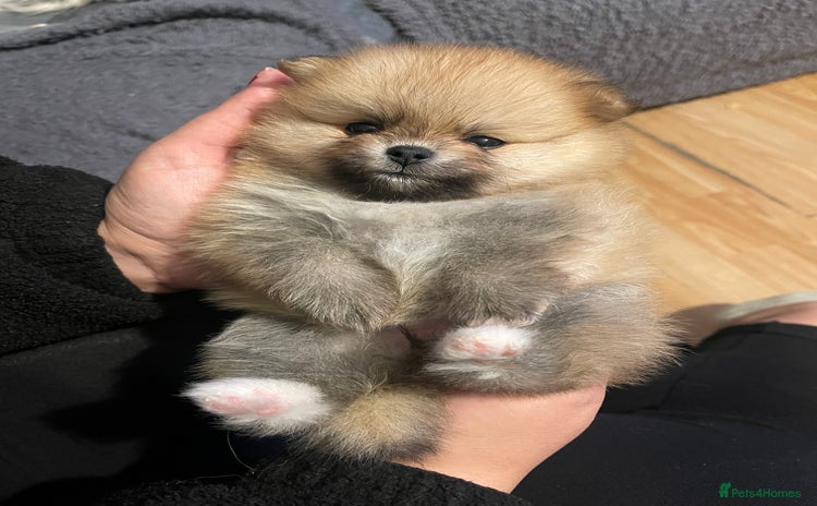 Pomeranian dogs - Advert 4