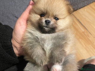 Pomeranian dogs - Advert 5