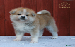 Japanese Akita Inu dogs for sale: ♥OUR PUPPIES ARRIVED♥ in Builth Wells - Image 17