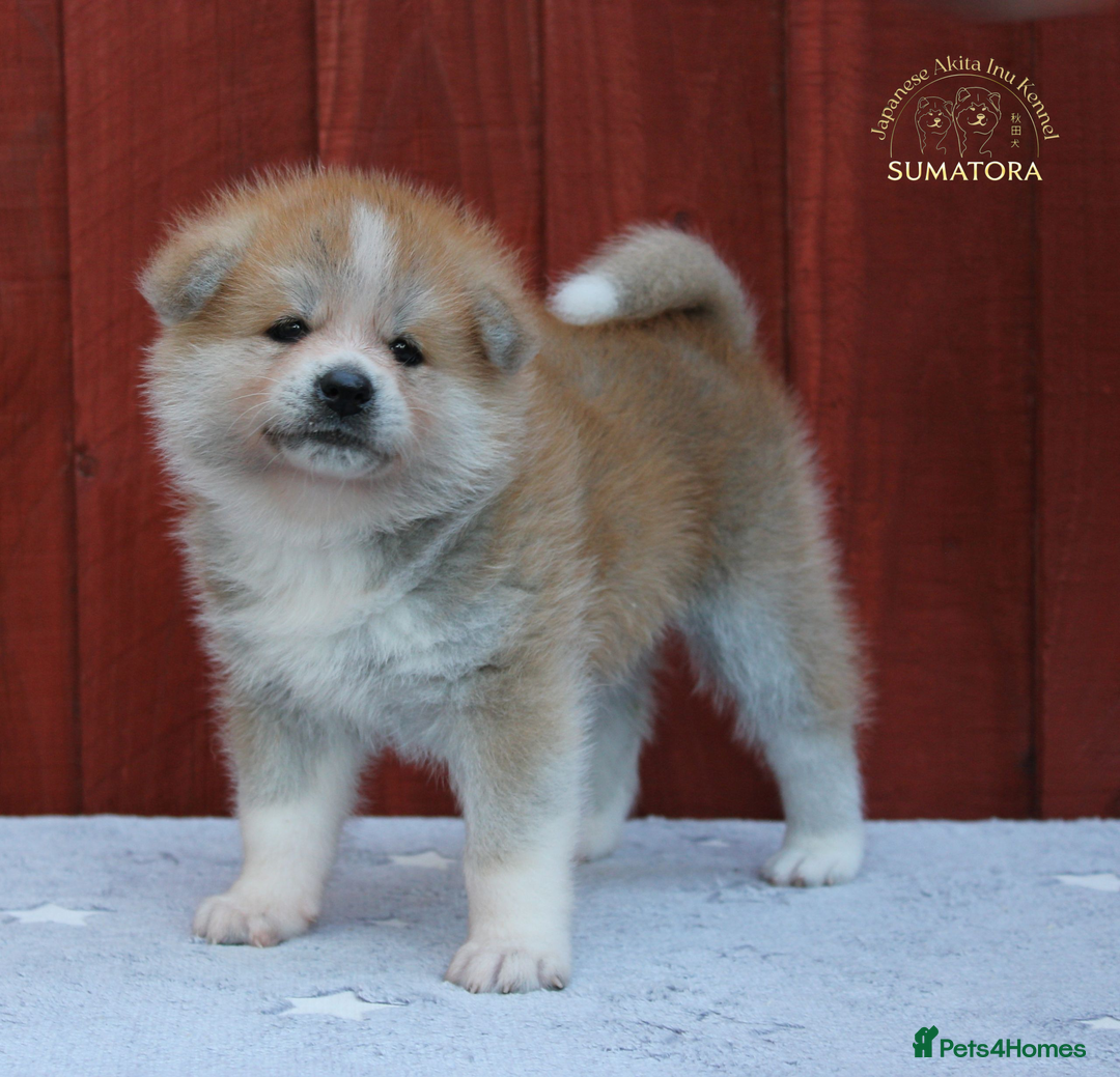 Japanese Akita Inu dogs for sale: ♥OUR PUPPIES ARRIVED♥ in Builth Wells - Image 17