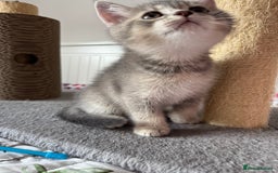 British Shorthair cats for sale: 5 Adorable British Shorthair Kittens - Image 11
