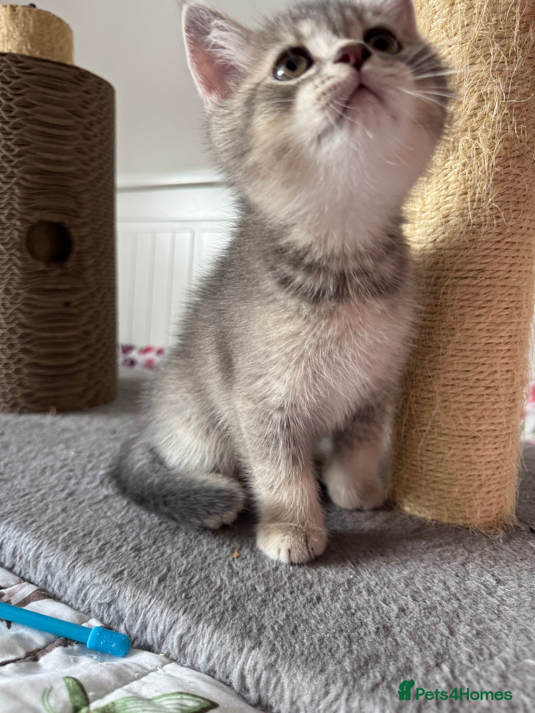 British Shorthair cats for sale: 5 Adorable British Shorthair Kittens - Image 11