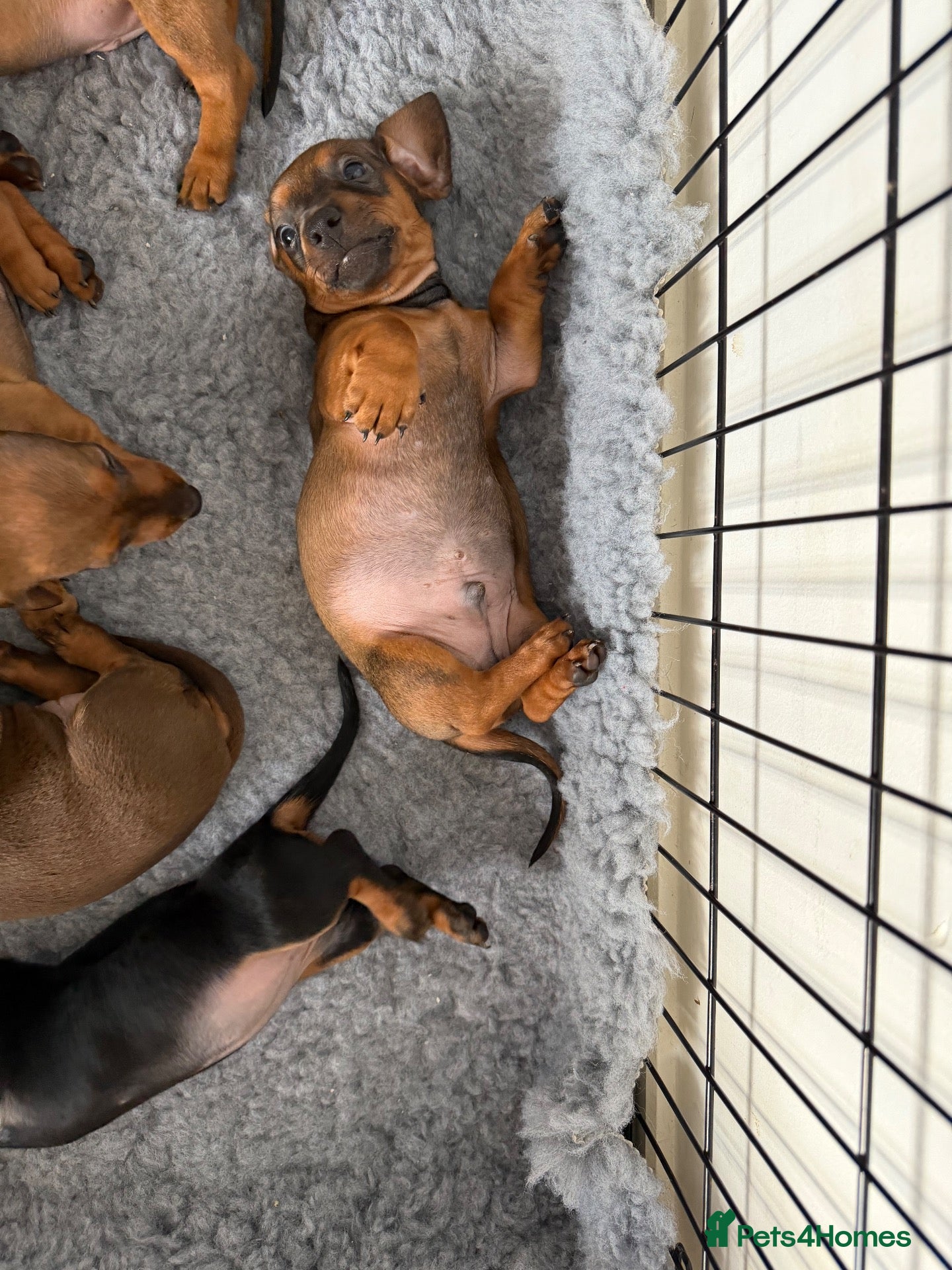 Dachshund dogs Dachshund puppies for sale - Advert 17