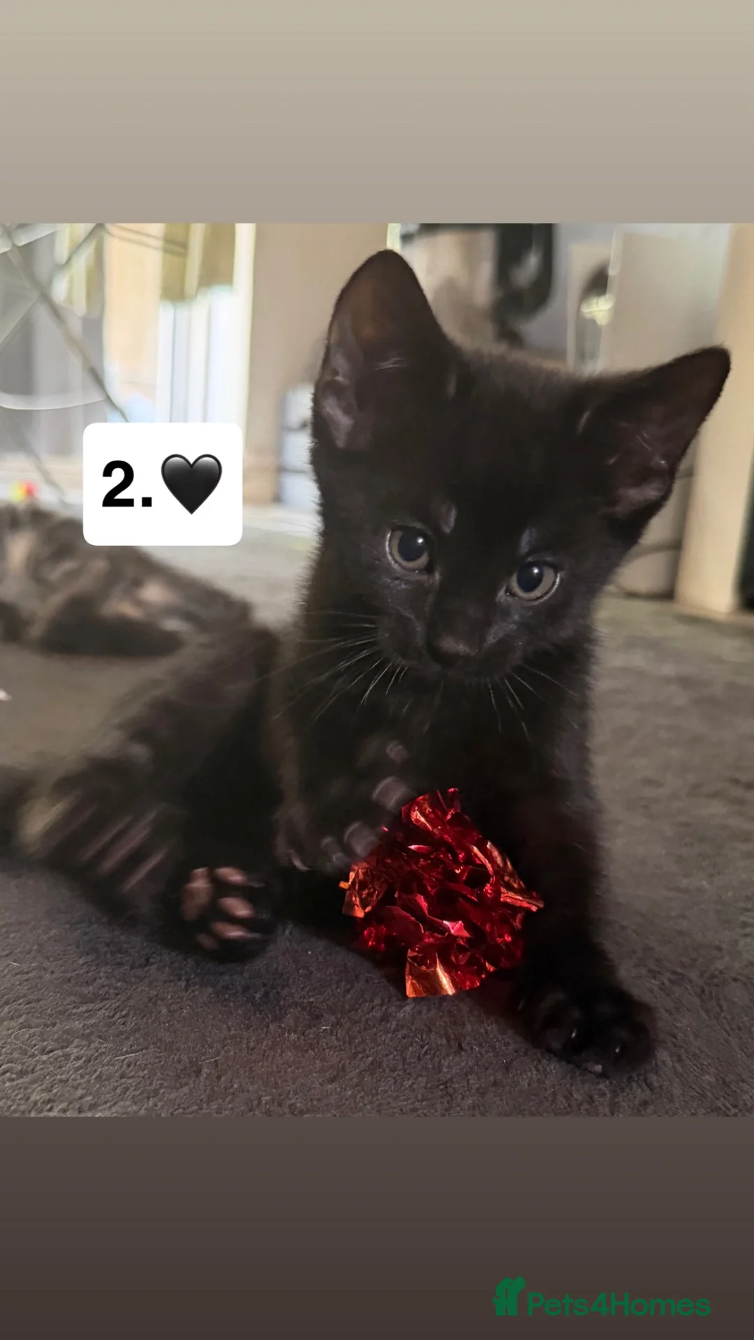 Mixed Breed cats for sale: 5 beautiful kittens for new homes - Advert 7
