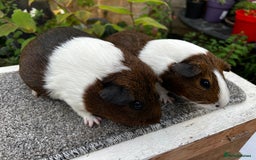 Guinea Pig rodents for sale: Sows/ Female Guinea pigs - Image 15