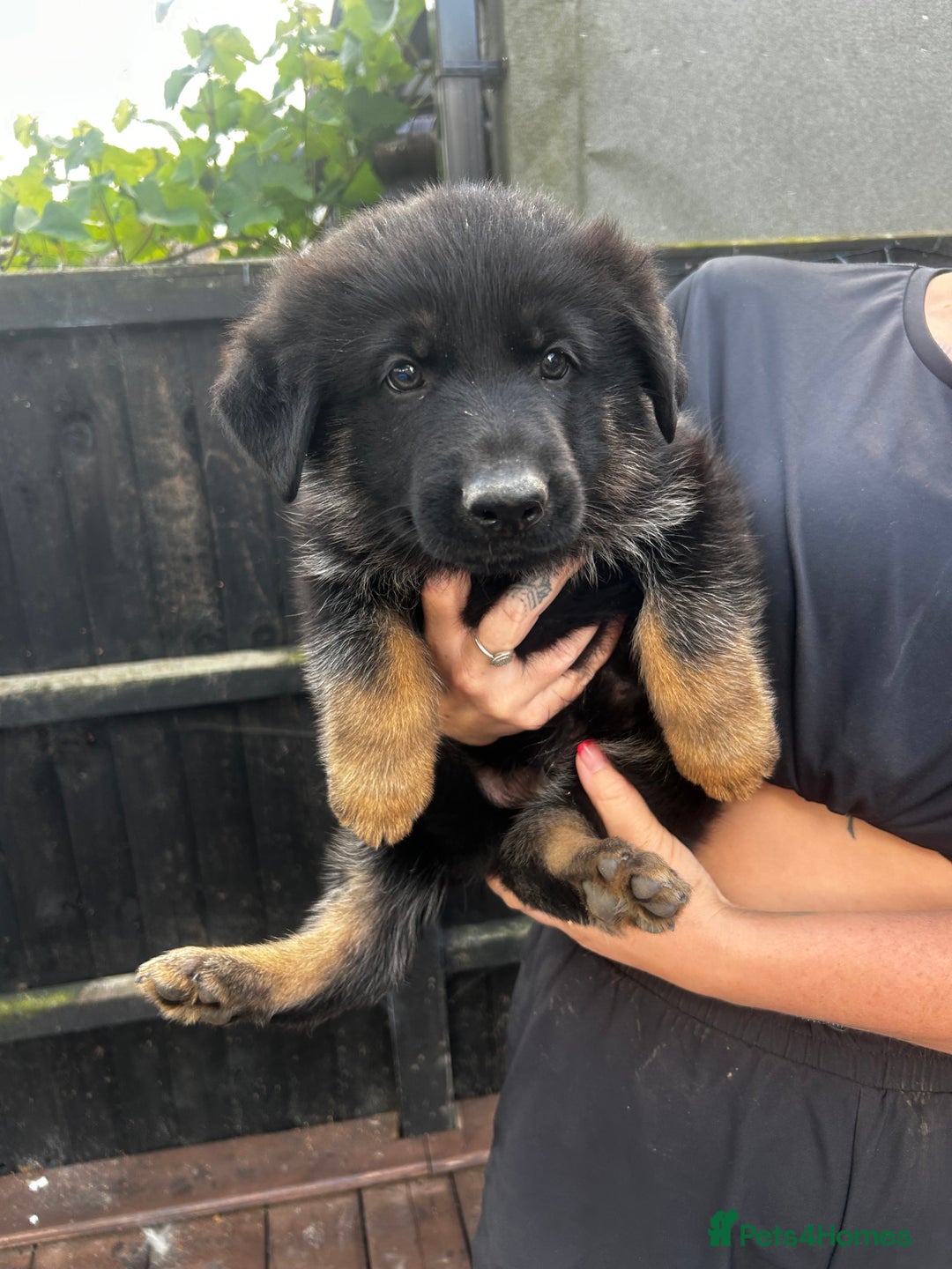 For Sale Buy Purebred German Shepherd Puppies German