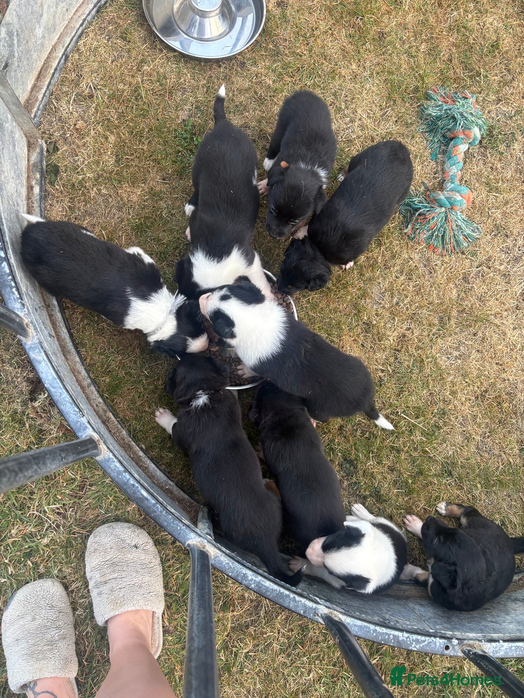 Mixed Breed dogs for sale: Beautiful Huntaway x Collie pups  - Image 36